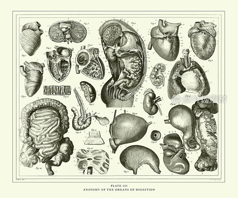 雕刻古玩《消化器官解剖》雕刻古玩插图，1851年出版