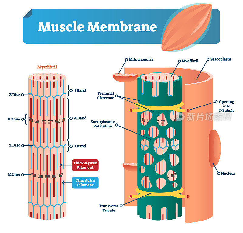 肌膜矢量图。肌原纤维，椎间盘，区，线和带标记方案。线粒体、肌浆、网状和细胞核的结构图。