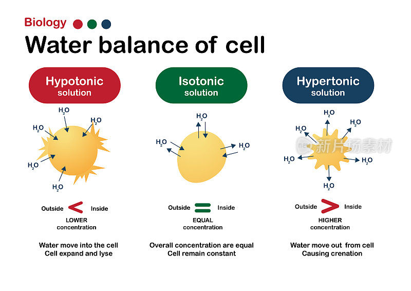 生物学图解显示等渗、高渗和低渗溶液对活细胞水平衡的影响