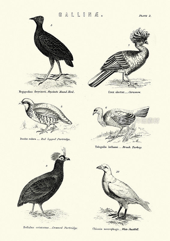 弗雷西米特土丘鸟，大鸟，鹧鸪，灌木火鸡，冠鹧鸪，刺喙鸟