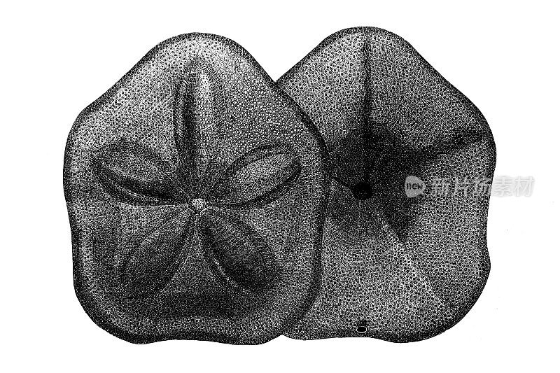 中新世中期(巴登)浮兰海胆化石