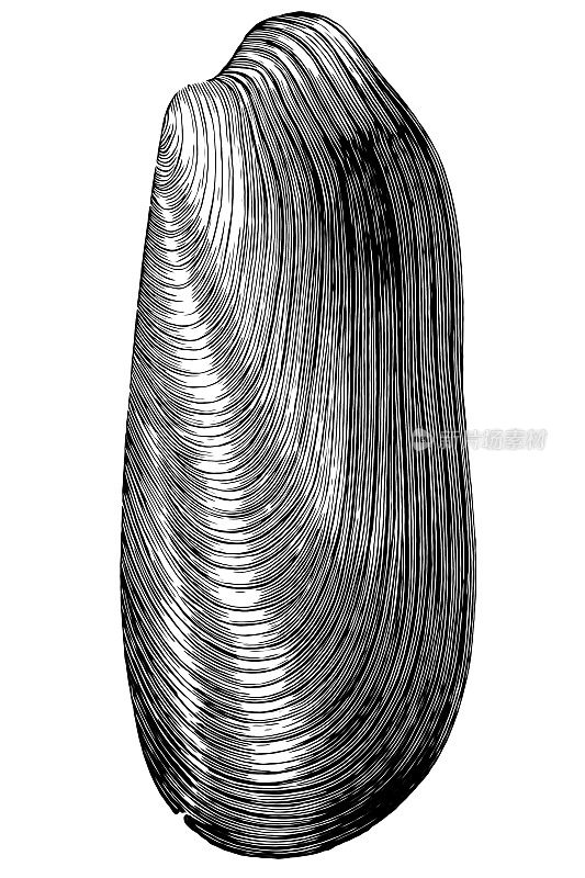 中新世的海生牡蛎是一种已灭绝的海生牡蛎属