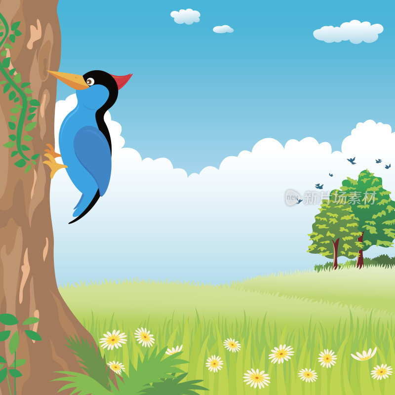 啄木鸟在春天啄树