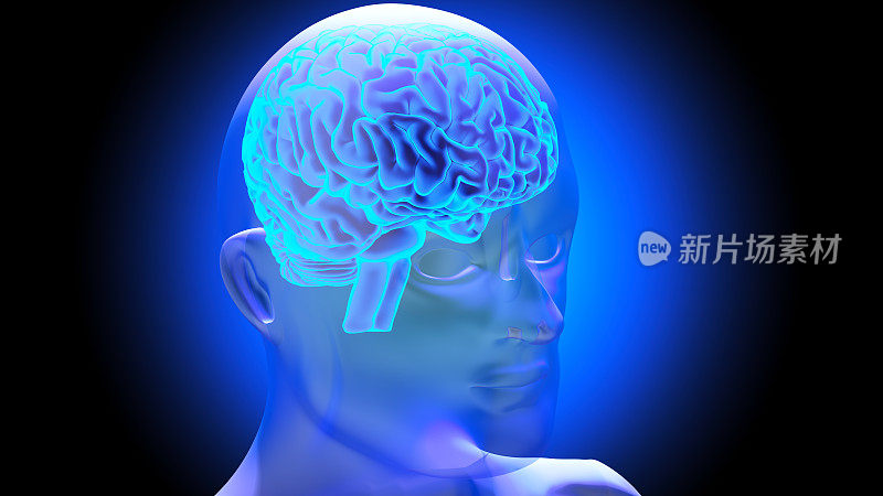 人脑3D渲染