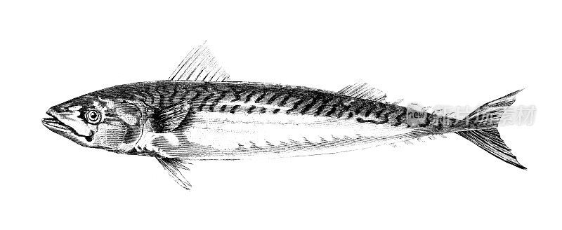 19世纪的鲭鱼雕刻