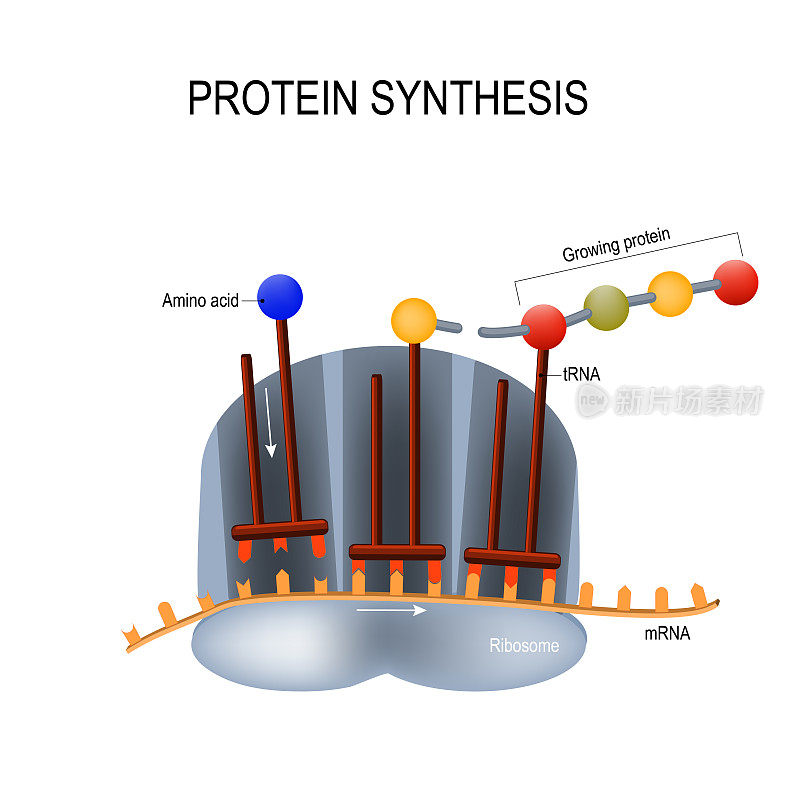 蛋白质合成。核糖体组装蛋白质分子。