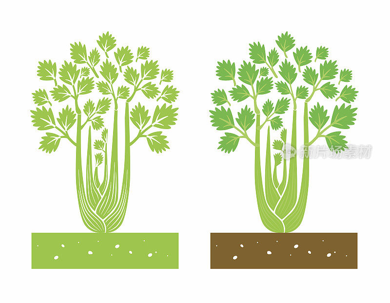 芹菜植物向量