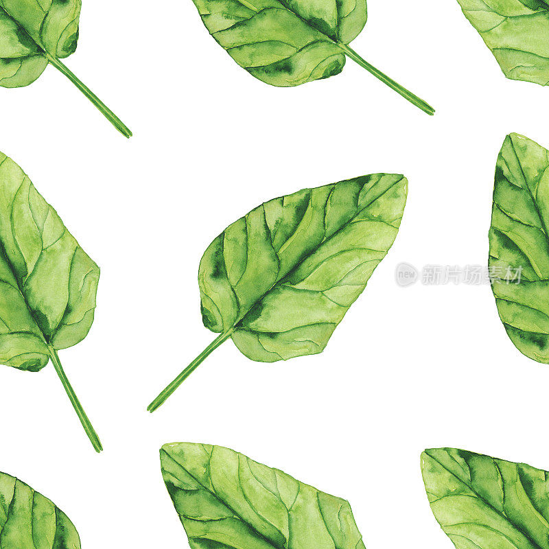 水彩菠菜叶无缝图案在白色背景。草木手绘插图。健康食品。