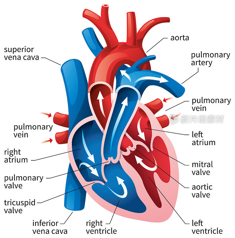 人类心脏图
