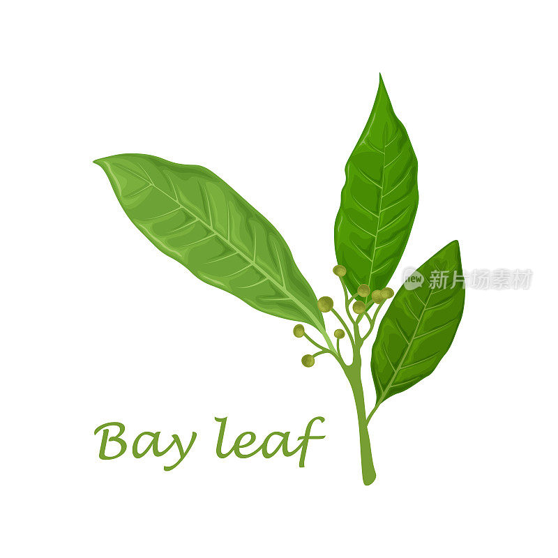 月桂叶。绿色月桂树叶。一种用于调味的芳香药用植物矢量插图孤立在白色背景上