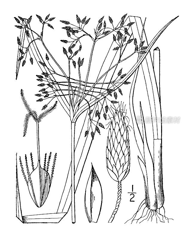 古植物学植物插图:三棱藨草，佩克的芦苇