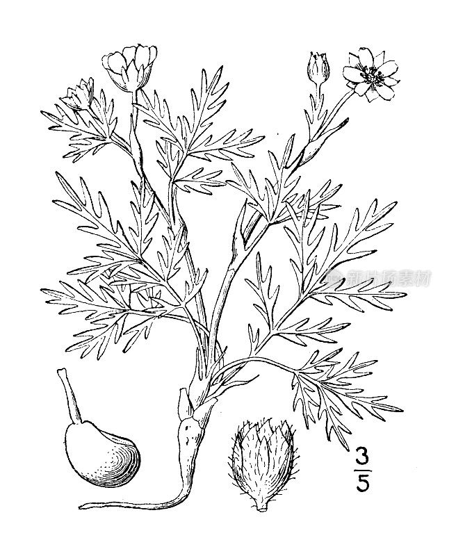 古植物学植物插图:翻白草、切叶五叶