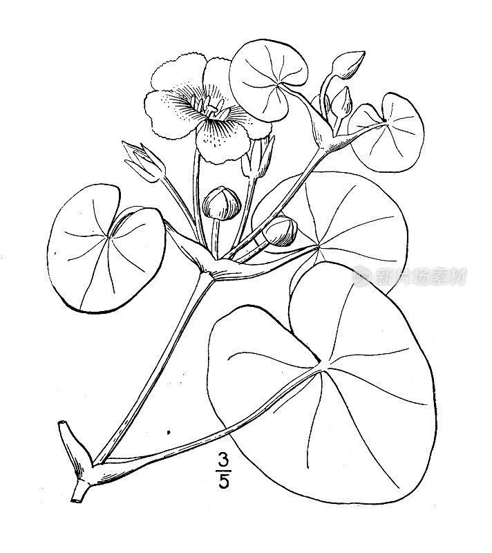 古植物学植物插图:莲心、睡莲