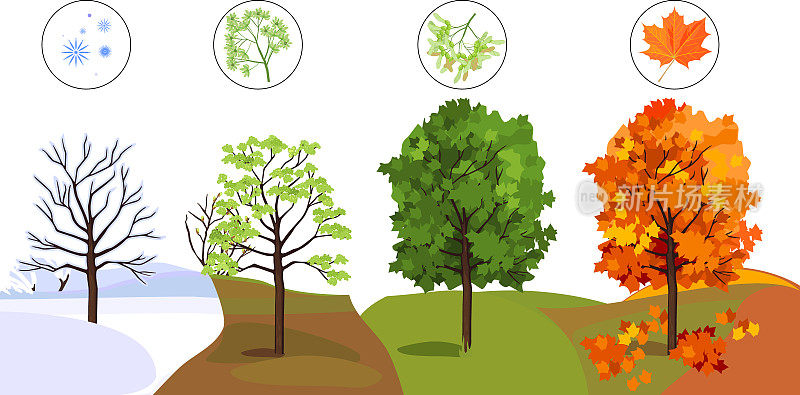 枫树有四个季节:春、夏、秋、冬。季节的概念变化
