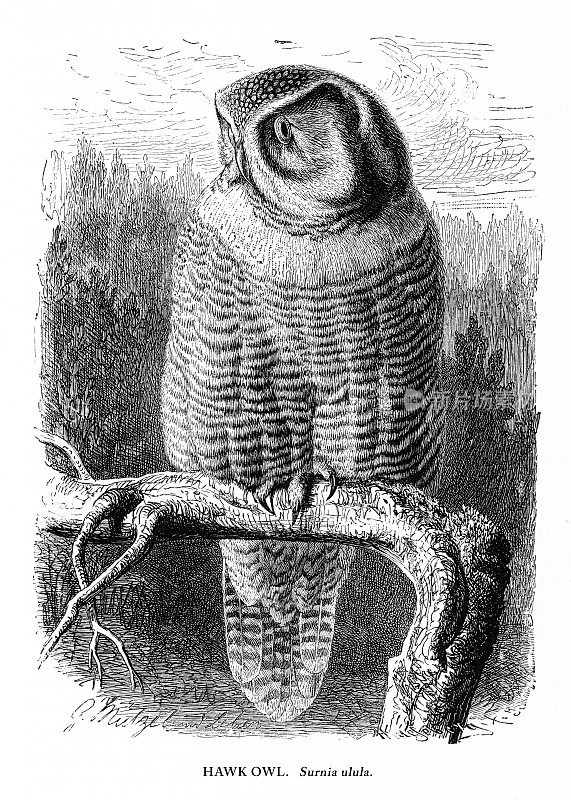 猫头鹰，鸟，古董美国雕刻:自然历史，1885年