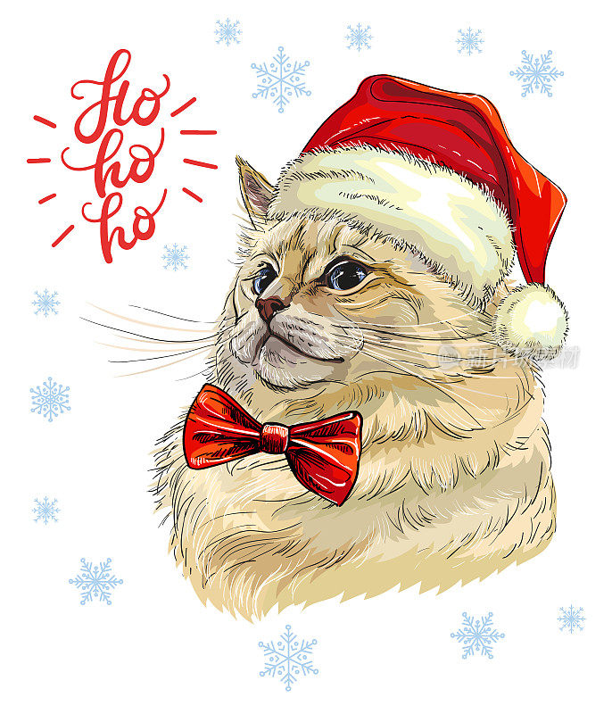 矢量插图猫在圣诞帽，雪花和文字