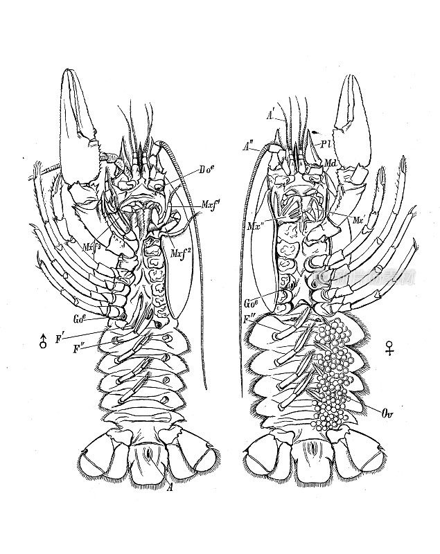 古代生物动物学图像:河蟹