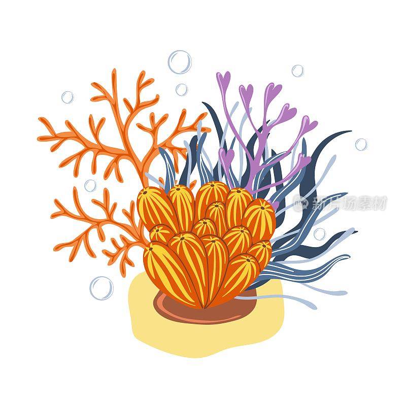 珊瑚和海藻。植物插图