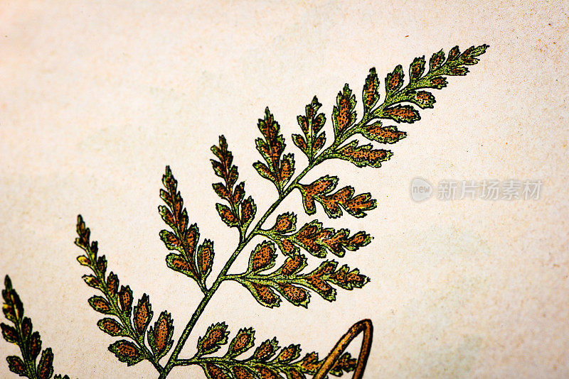 古植物学插图:黑脾草，阿斯兰