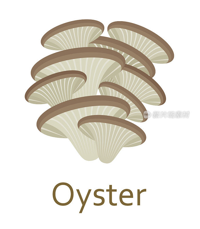可食用的蘑菇平面图标。牡蛎。矢量插图。
