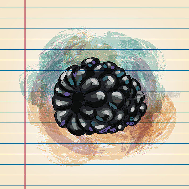 黑莓画在横格纸上