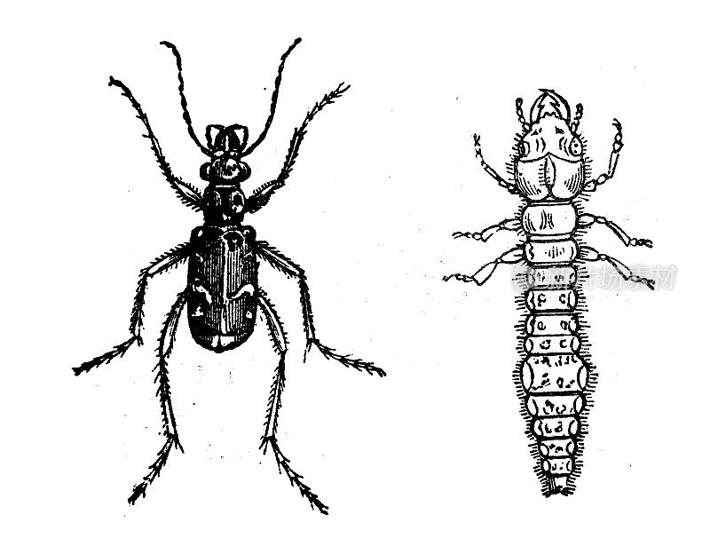 古董动物插图:金龟子、虎甲虫