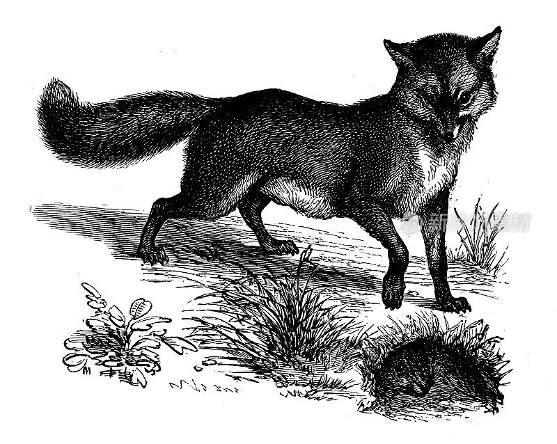 古董动物插图:狐狸
