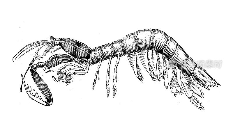 仿古动物插图:齿趾龙、孔雀螳螂虾