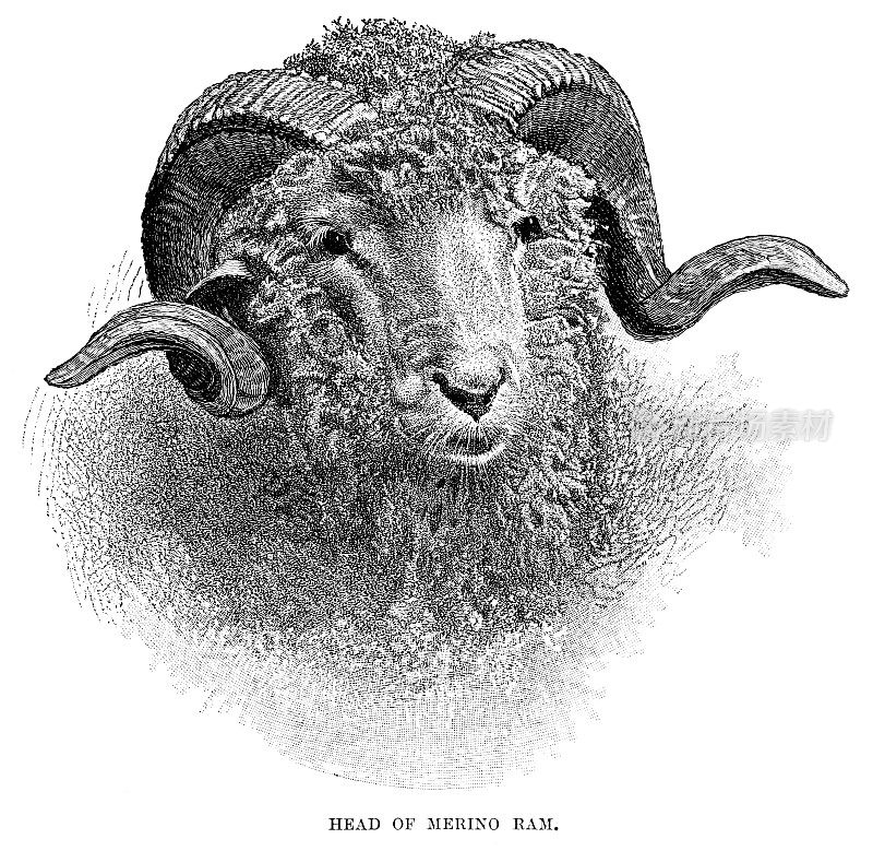 美利奴羊头雕刻1896年
