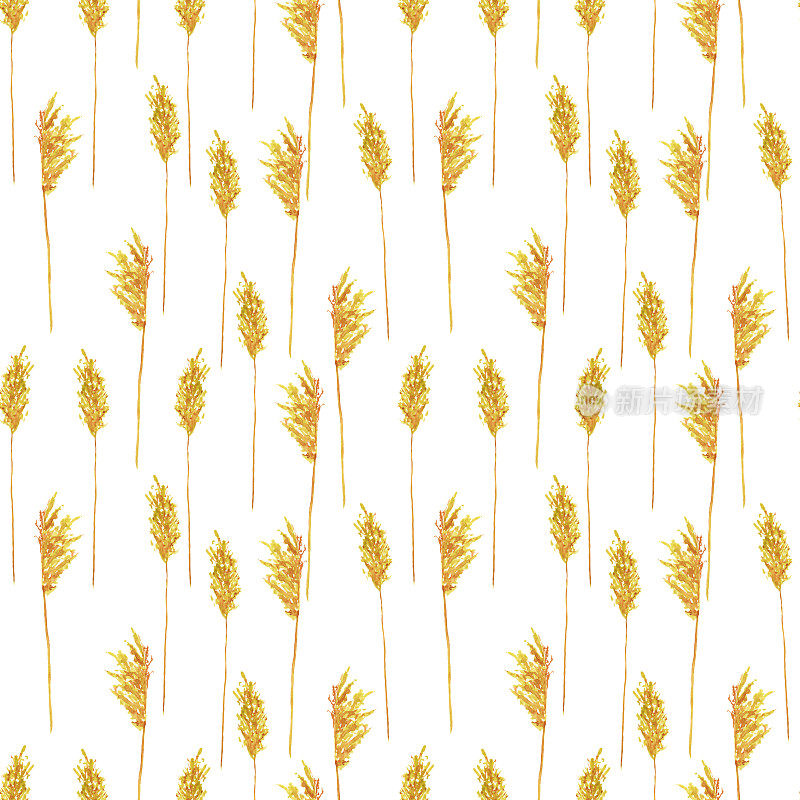 重复纹理金色干甘蔗芦苇在白色背景。水彩手绘插图。干草壁纸或数码纸。波西米亚风格的家居装饰。