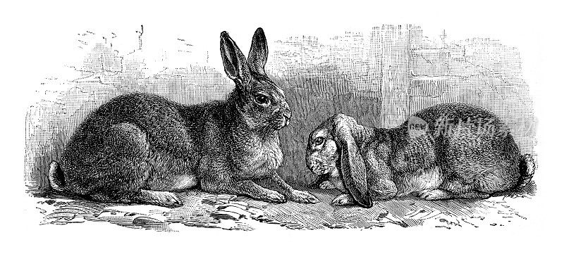 不同种类的兔子画了1898年