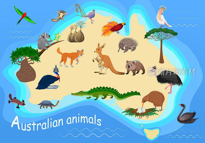 澳大利亚的动物在地图上。鸸鹋鸵鸟，食火鸡，熊，袋鼠，考拉，凤头鹦鹉，鳄鱼，海龟，鸭嘴兽，针鼹和奇异鸟。植物群和动物群。