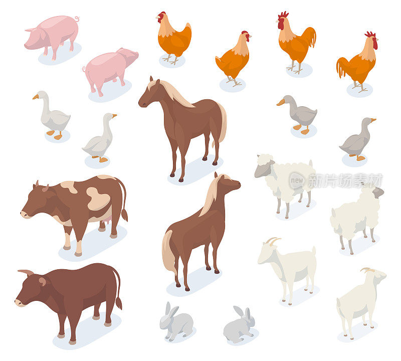 等距农场动物，3d猪，牛，鸡，山羊和马。农业农场动物和鸟类，狗和船矢量插图集。农场家畜