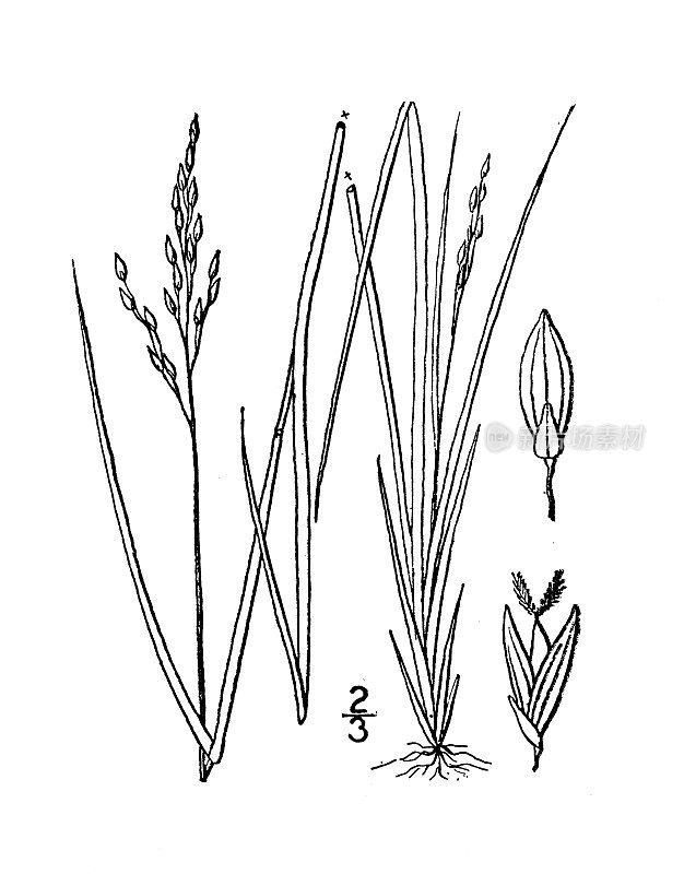 古植物学植物插图:无花圆锥花序、饥饿圆锥花序