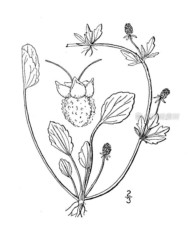 古植物学植物插图:扁桃、扁桃