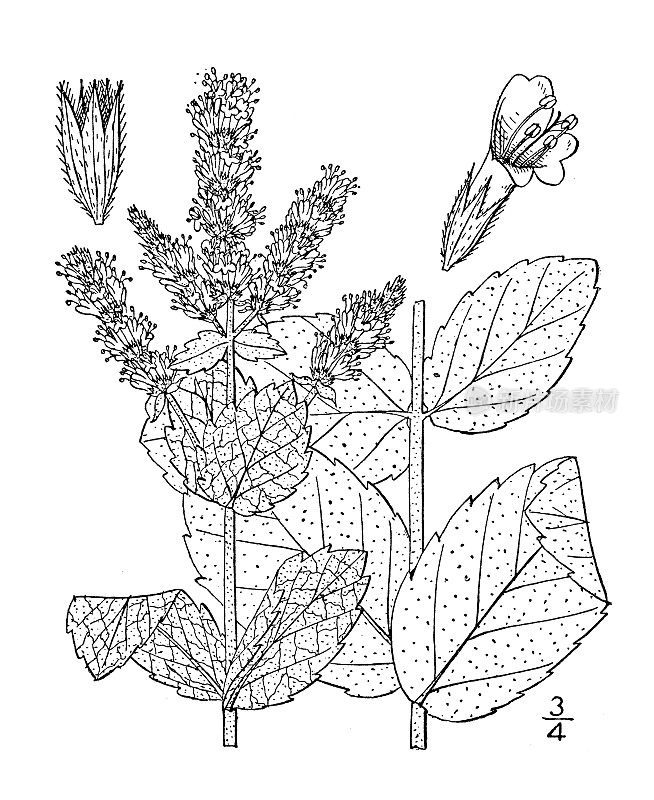 古植物学植物插图:圆叶薄荷、圆叶薄荷