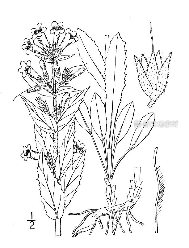 古植物学植物插图:五旬草，白花须舌
