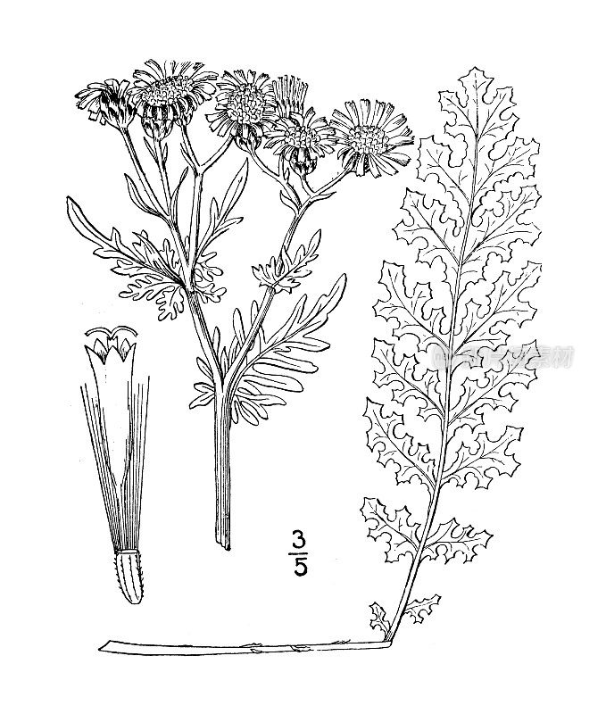 古植物学植物插图:三叶草、苔草、交错草