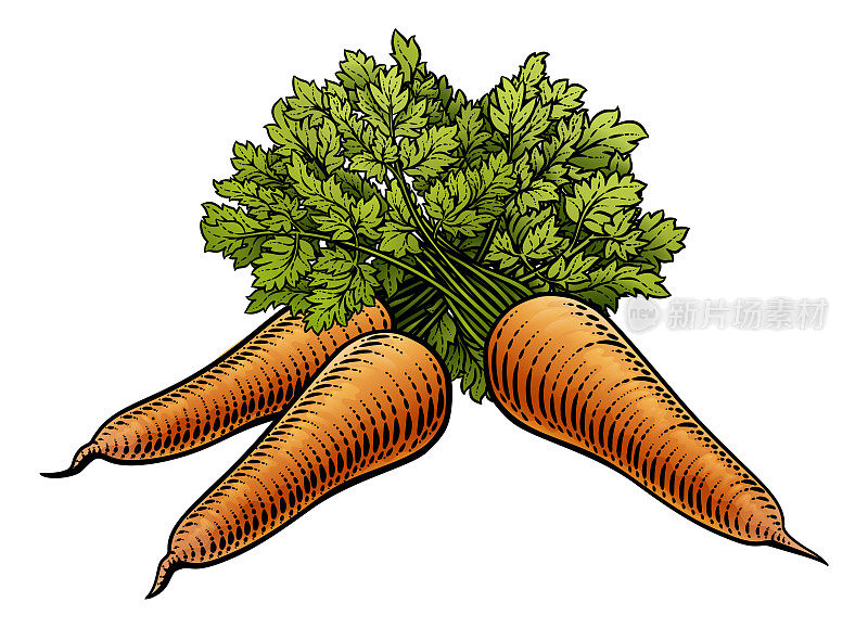 胡萝卜蔬菜复古木刻插图