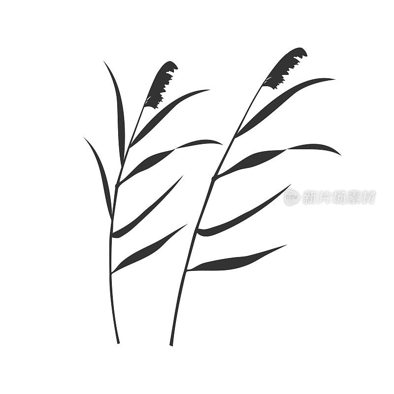 在白色背景上孤立的剪影芦苇干圆锥花序。沼泽植被元素设计