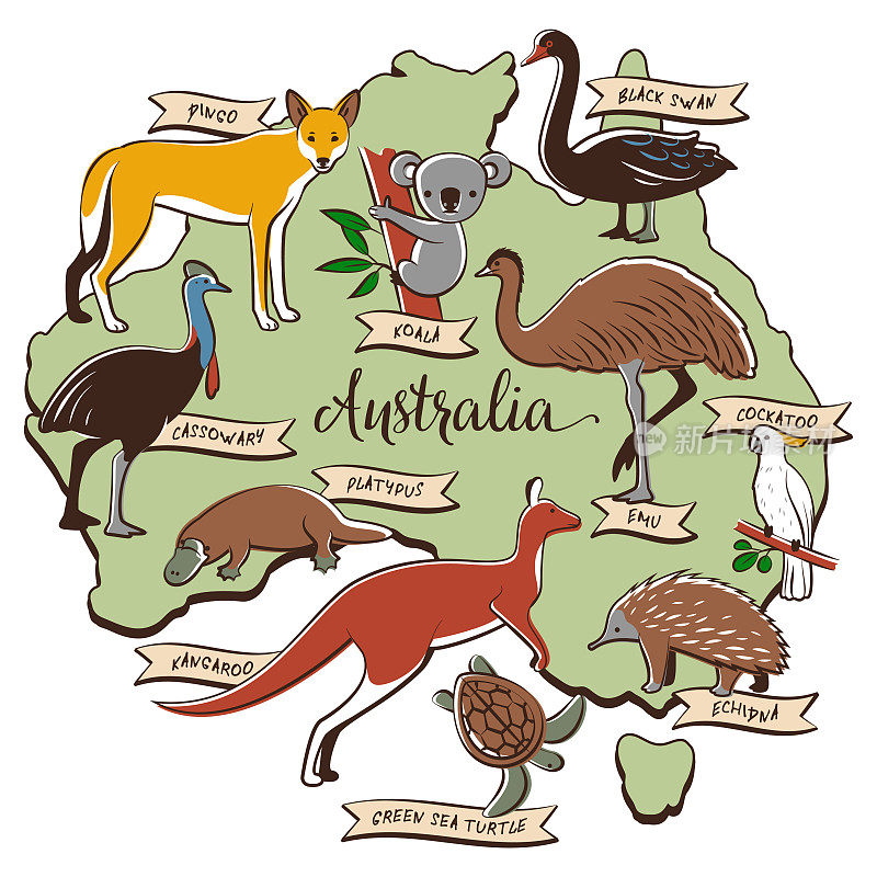 澳大利亚的动物和鸟类