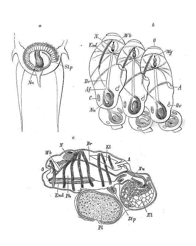 古代生物动物学图像:萨尔帕民主