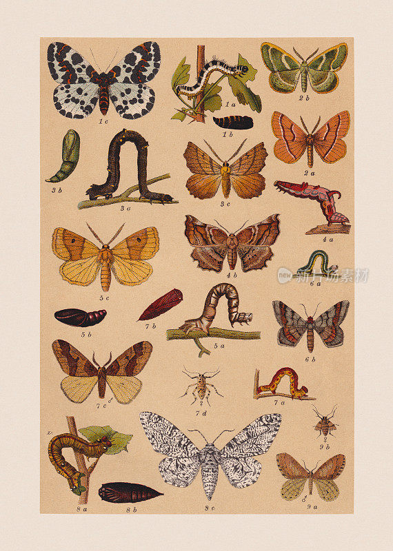各种蝴蝶(尺蠖科)，彩色版，出版于1892年