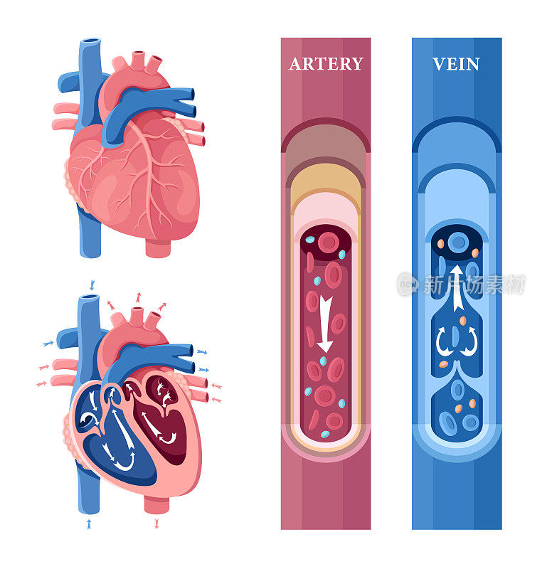 人类的心。循环系统。动脉和静脉。