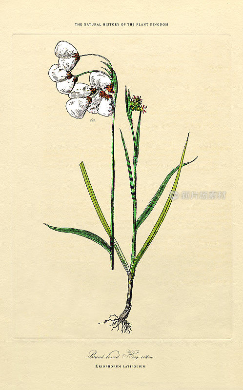 多年生植物，植物王国，维多利亚植物插图，大约1853年