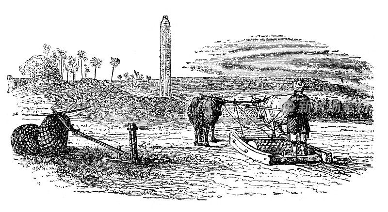 埃及男子用牛耕地