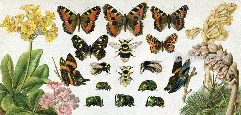 蝴蝶和木匠蜂甲虫1897年