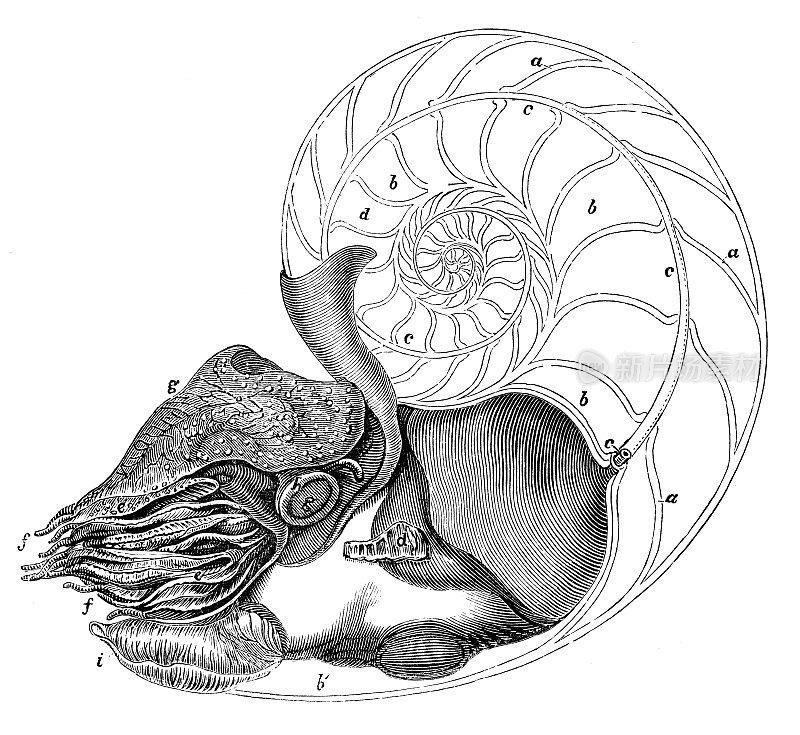 古董海洋动物雕刻插图:珍珠鹦鹉螺