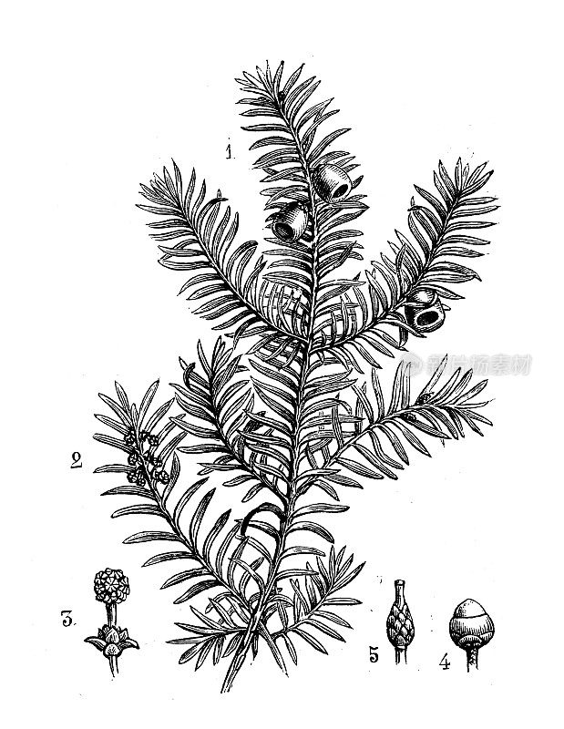 古植物学插图:红豆杉、红豆杉