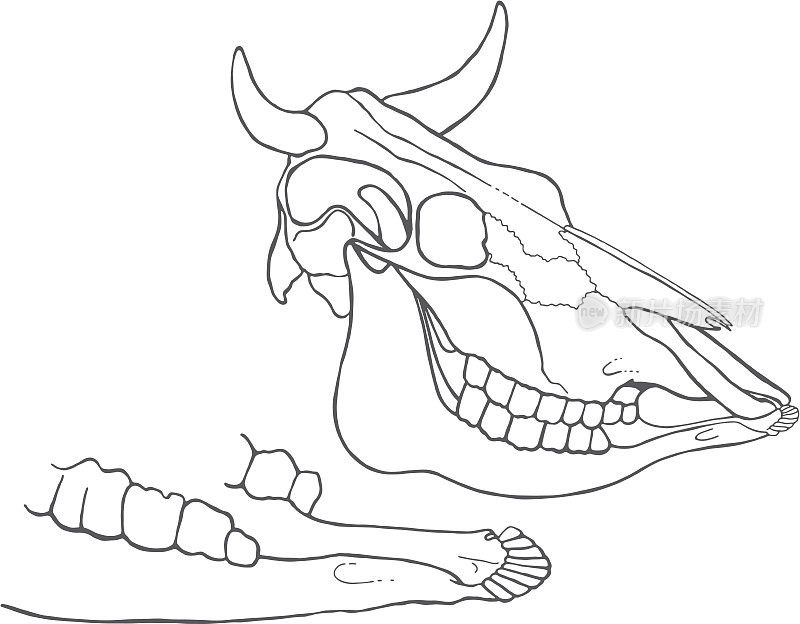 头骨和下颚牛肉